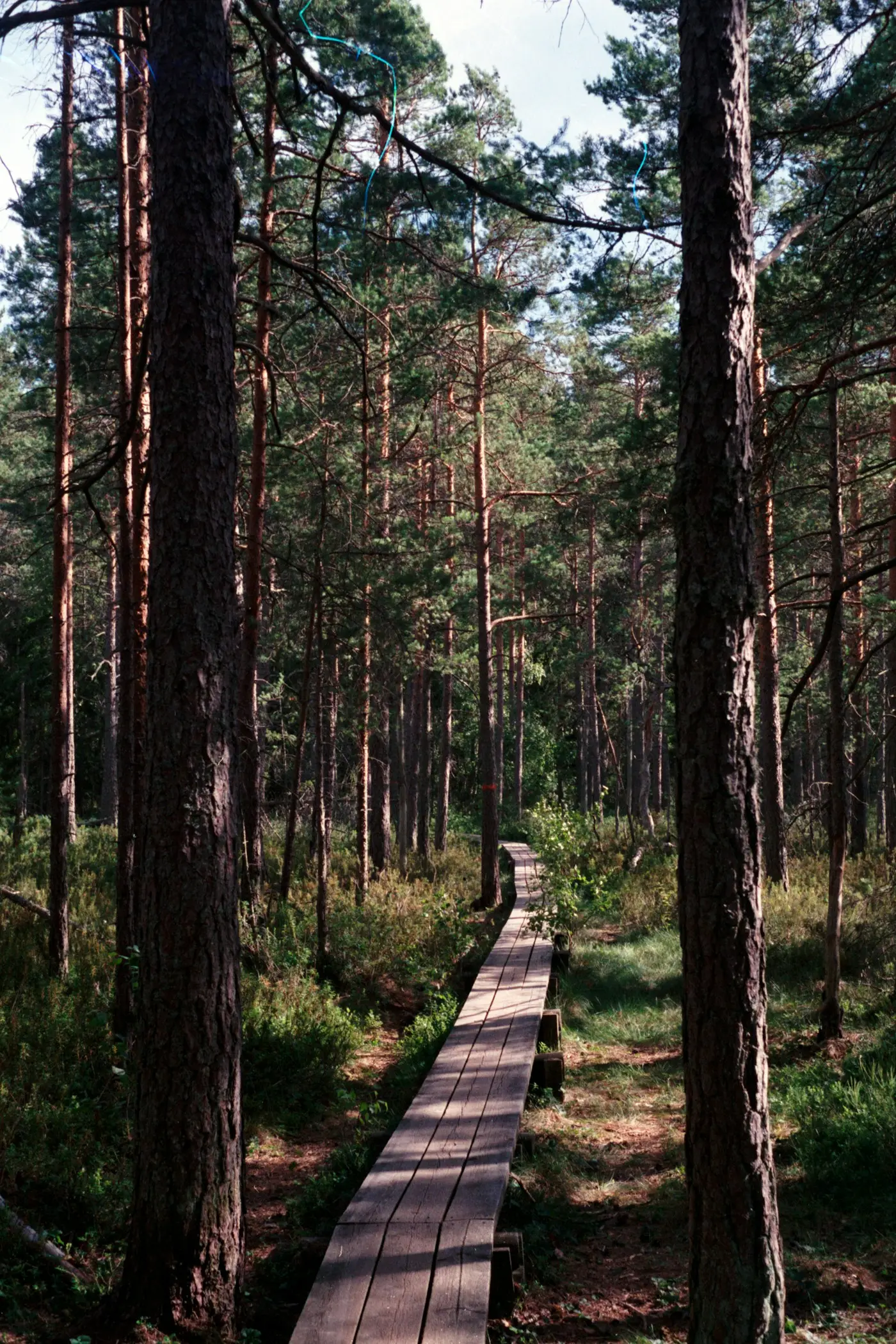 Spång av trä genom en tallskog
